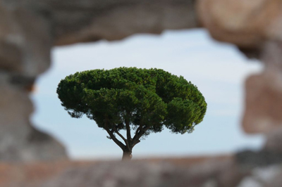 Baum Mauerdurchblick